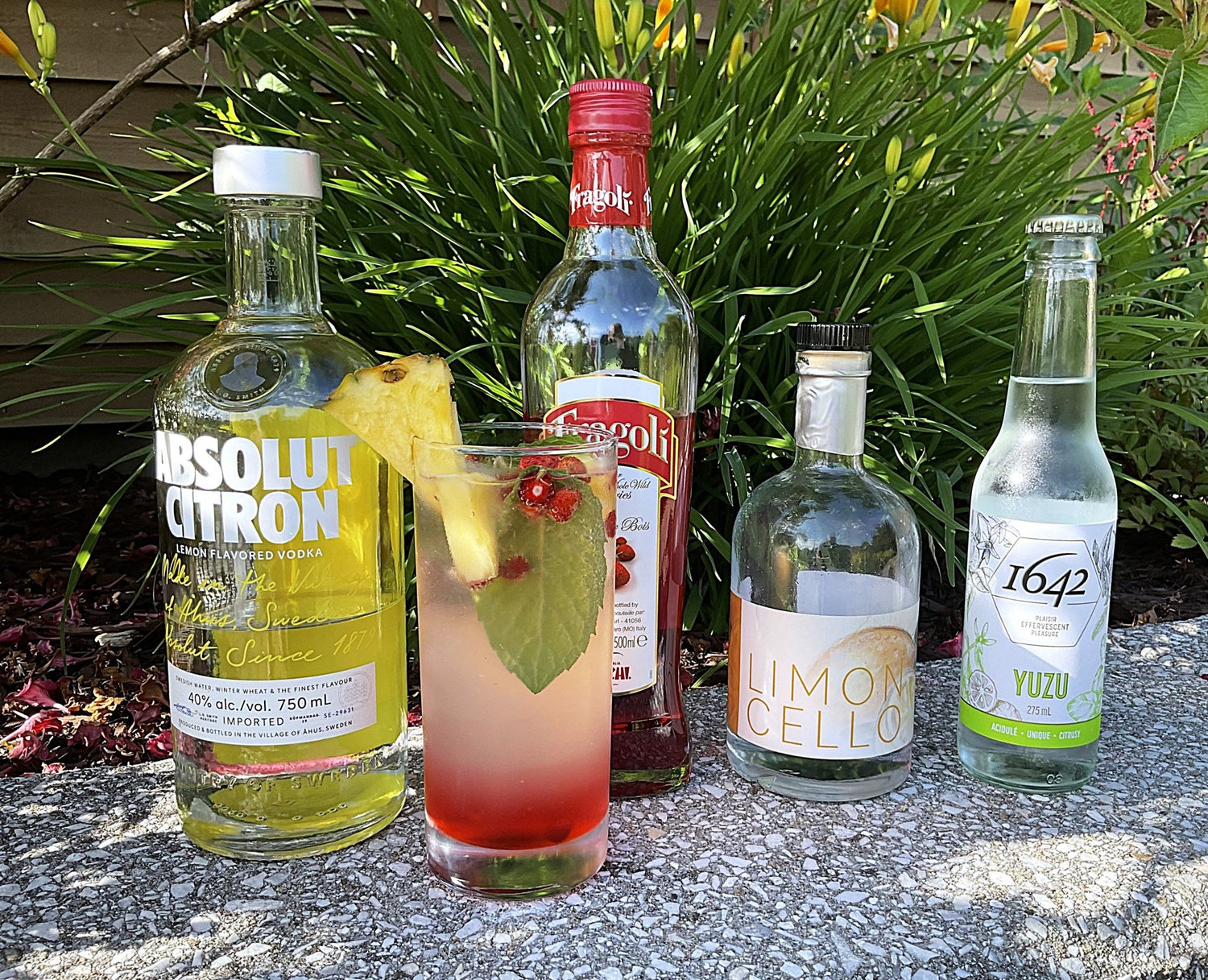 Fraisier Des Bois